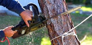 How Our Tree Care Process Works  in  Ely, MN