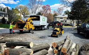 Best Emergency Tree Removal  in Ely, MN