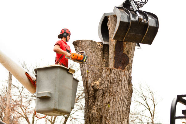 Best Tree Risk Assessment  in Ely, MN